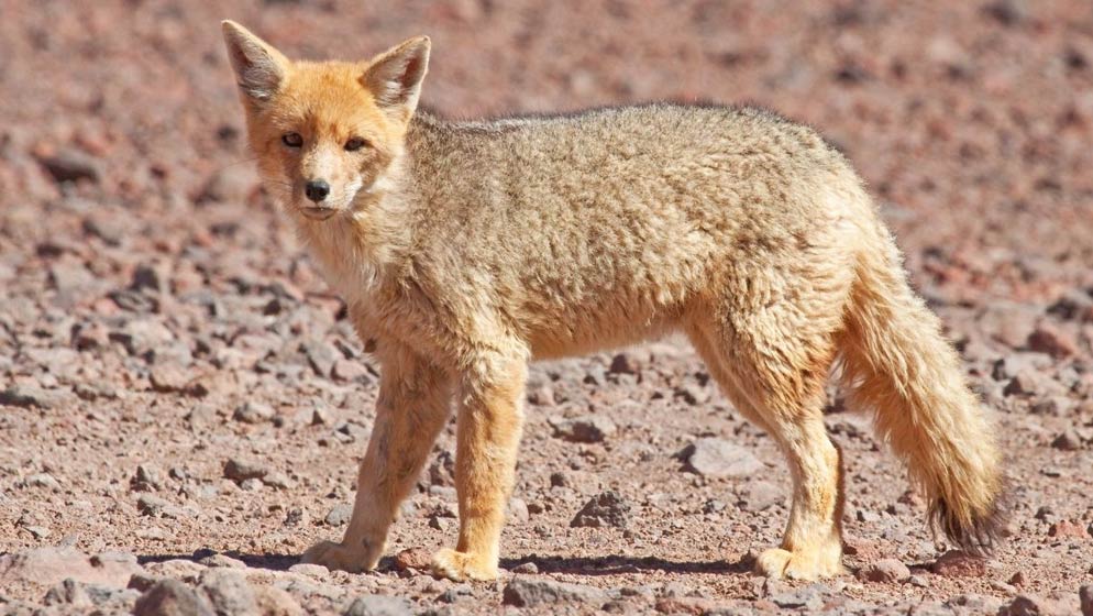 Andean Fox