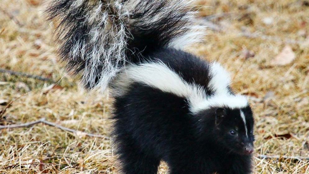 Andean Skunk