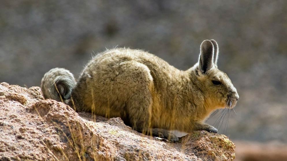 Bolivian Vizcacha – Rabbit-like rodent native to South America