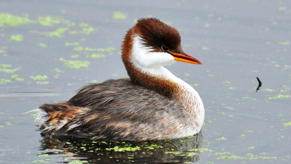 Titicaca Grebe