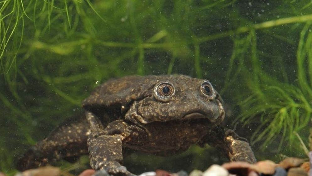 Titicaca Water Frog