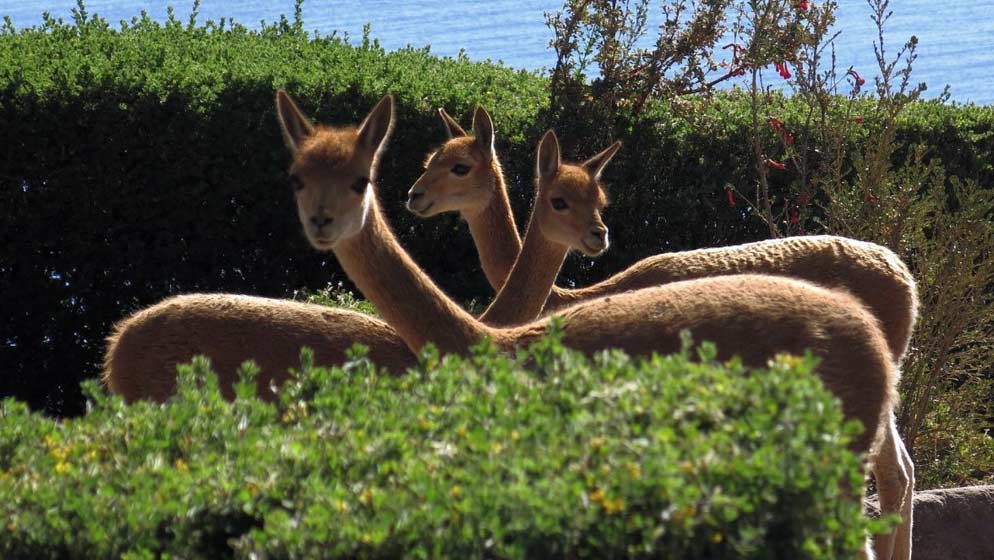 Vicuñas are part of the Lake Titicaca wildlife