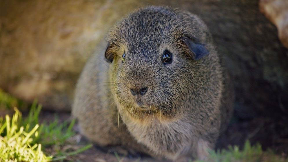 Wild Guinea Pig - Lake Titicaca wildlife